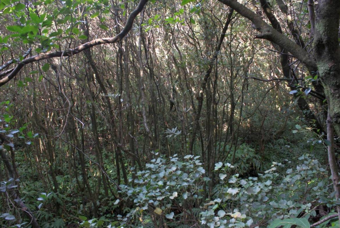 Forest plot Varadouro Faial