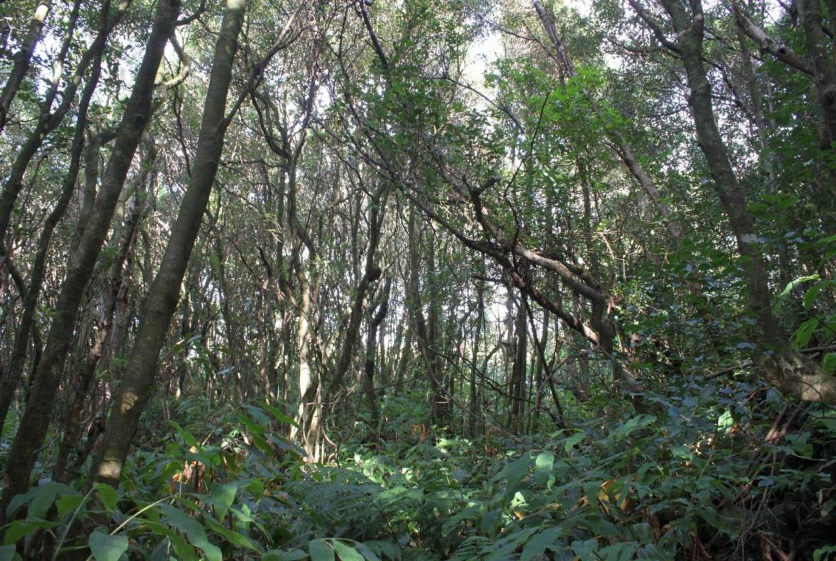 Forest plot Varadouro Faial