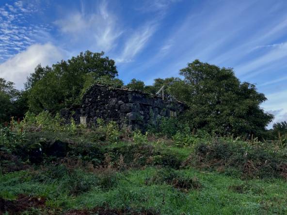 land forest ruin rebuilding
